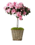 Azalea Tree in Woven Basket - Flowers Box London