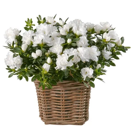 Basket of Azalea Plant - By Flowers Box London | Buy Now