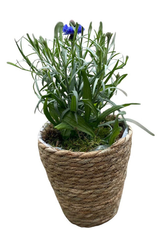 Basket of Blue Cornflowers Plant - Flowers Box London