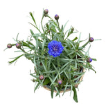 Basket of Blue Cornflowers Plant - Flowers Box London