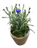 Basket of Blue Cornflowers Plant - Flowers Box London