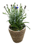 Basket of Blue Cornflowers Plant - Flowers Box London