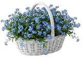 Basket of Blue Forget Me Not - Flowers Box London
