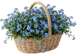 Basket of Blue Forget Me Not - Flowers Box London