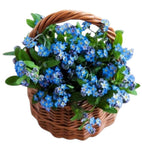 Basket of Blue Forget Me Not