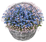 Basket of Blue Forget Me Not and Gypsophila - Flowers Box London