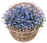 Basket of Blue Forget Me Not and Gypsophila - Flowers Box London