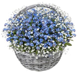 Basket of Blue Forget Me Not and Gypsophila - Flowers Box London
