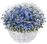 Basket of Blue Forget Me Not and Gypsophila - Flowers Box London