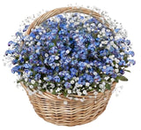 Basket of Blue Forget Me Not and Gypsophila - Flowers Box London
