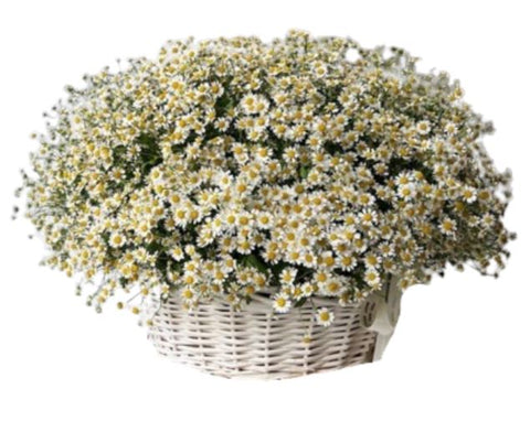 Basket of Daisy Tanacetum Flowers