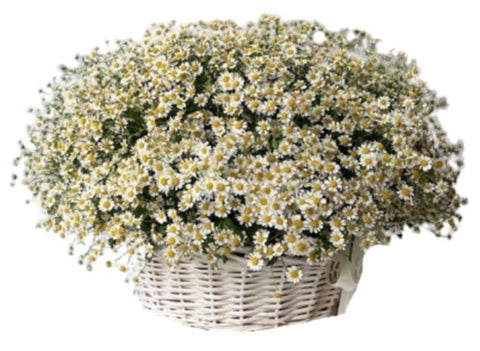 Basket of Daisy Tanacetum Flowers