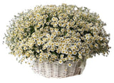 Basket of Daisy Tanacetum Flowers - Flowers Box London