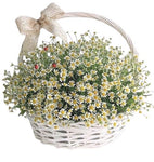 Basket of Daisy Tanacetum Flowers