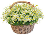 Basket of Daisy Tanacetum Flowers