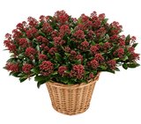 Basket of Decorative Skimmia Rubella - Flowers Box London