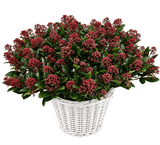 Basket of Decorative Skimmia Rubella - Flowers Box London