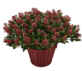 Basket of Decorative Skimmia Rubella - Flowers Box London