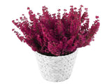 Basket of Erica Carnea Plant - Flowers Box London