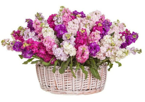 Basket of Fragrant Stocks - Flowers Box London