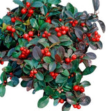 Basket of Glautheria Big Berry - Flowers Box London