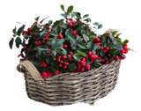 Basket of Glautheria Big Berry - Flowers Box London
