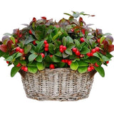 Basket of Glautheria Big Berry - Flowers Box London