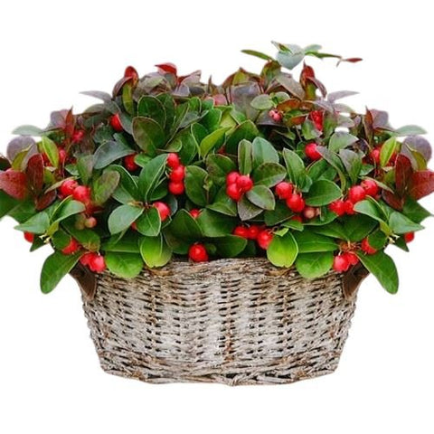 Basket of Glautheria Big Berry - Flowers Box London