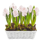 Basket of Hyacinth - Flowers Box London