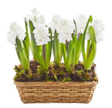 Basket of Hyacinth - Flowers Box London
