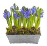 Basket of Hyacinth - Flowers Box London