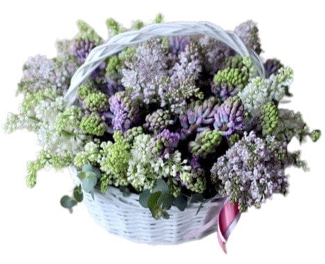 Basket of Hyacinths with White and Lavender Lilac - Flowers Box London