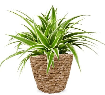 Basket of Spider Plant - Flowers Box London