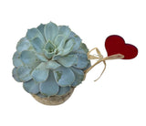 Basket of Succulent with Heart Pick - Flowers Box London