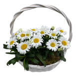 Beautiful Basket of Daisy Leucanthemum - Flowers Box London