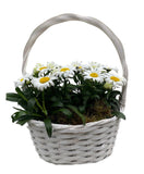 Beautiful Basket of Daisy Leucanthemum - Flowers Box London