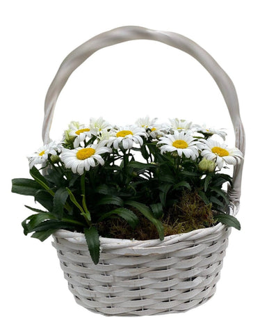 Beautiful Basket of Daisy Leucanthemum - Flowers Box London