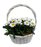 Beautiful Basket of Daisy Leucanthemum - Flowers Box London