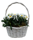 Beautiful Basket of Daisy Leucanthemum - Flowers Box London