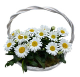 Beautiful Basket of Daisy Leucanthemum - Flowers Box London