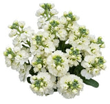 Beautiful Fragrant Stock Bouquet - Flowers Box London