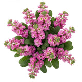 Beautiful Fragrant Stock Bouquet - Flowers Box London