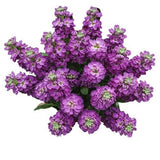 Beautiful Fragrant Stock Bouquet - Flowers Box London