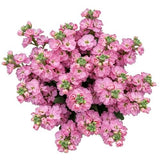 Beautiful Fragrant Stock Bouquet - Flowers Box London