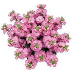 Beautiful Fragrant Stock Bouquet