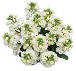 Beautiful Fragrant Stock Bouquet
