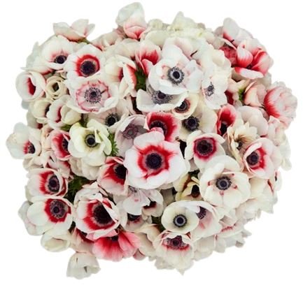 Bicolored Red - White Anemone Bouquet - Flowers Box London