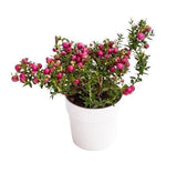 Big Berry Glautheria in a Pot - Flowers Box London