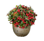 Big Berry Glautheria in a Pot