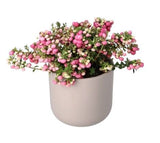 Big Berry Glautheria in a Pot - Flowers Box London